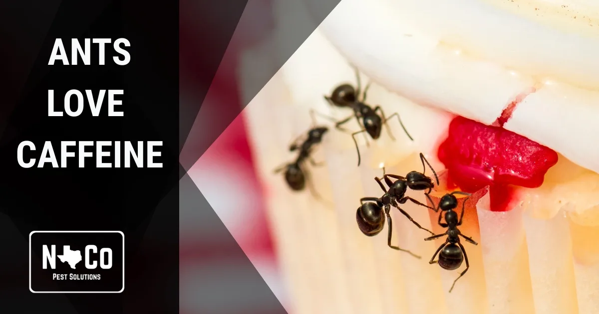 Close-up of ants foraging — caffeine bait research