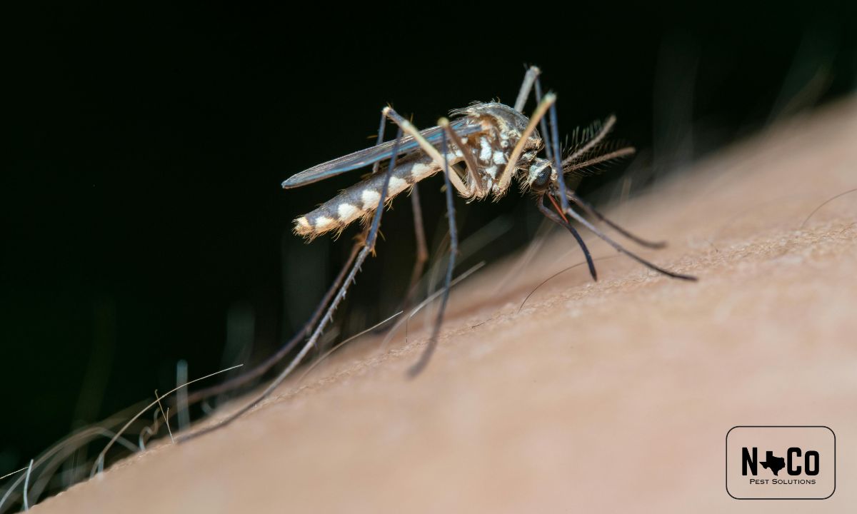 Close-up macro photo of a mosquito biting human skin -- West Nile virus threat in Texas