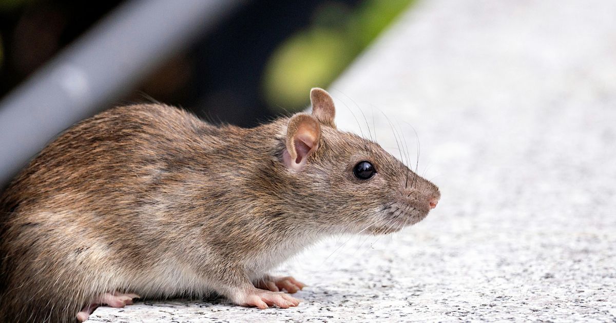 A rat on concrete — the most feared pest among Texas homeowners surveyed in the Texas Pest Fear Report