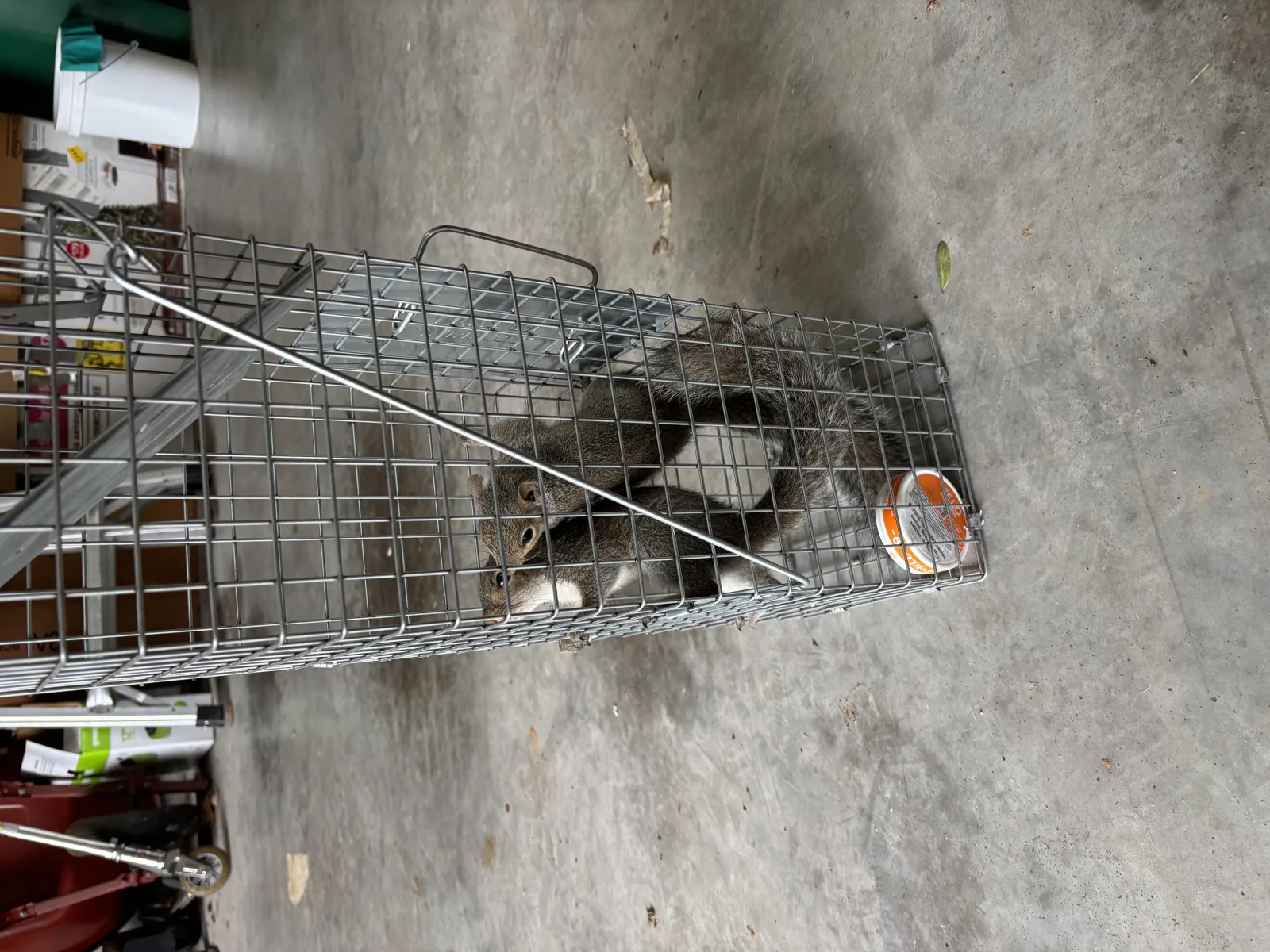 Squirrels caught in a humane live trap during a wildlife exclusion job