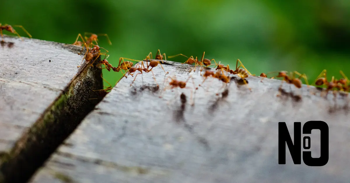 ants on a deck