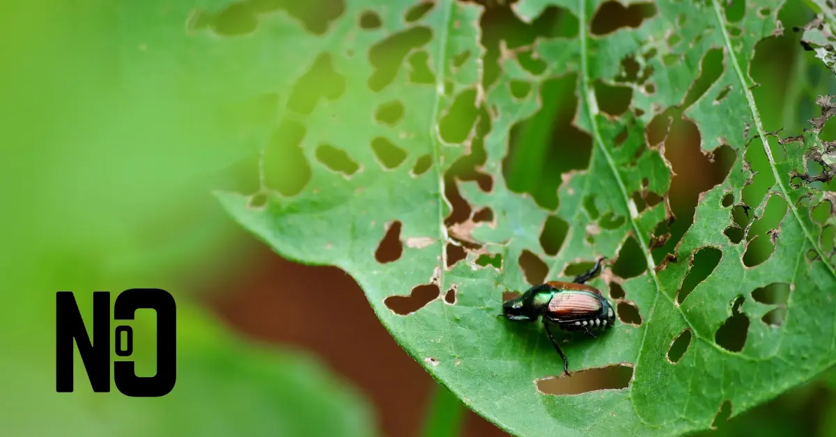 beetle eating a leaf