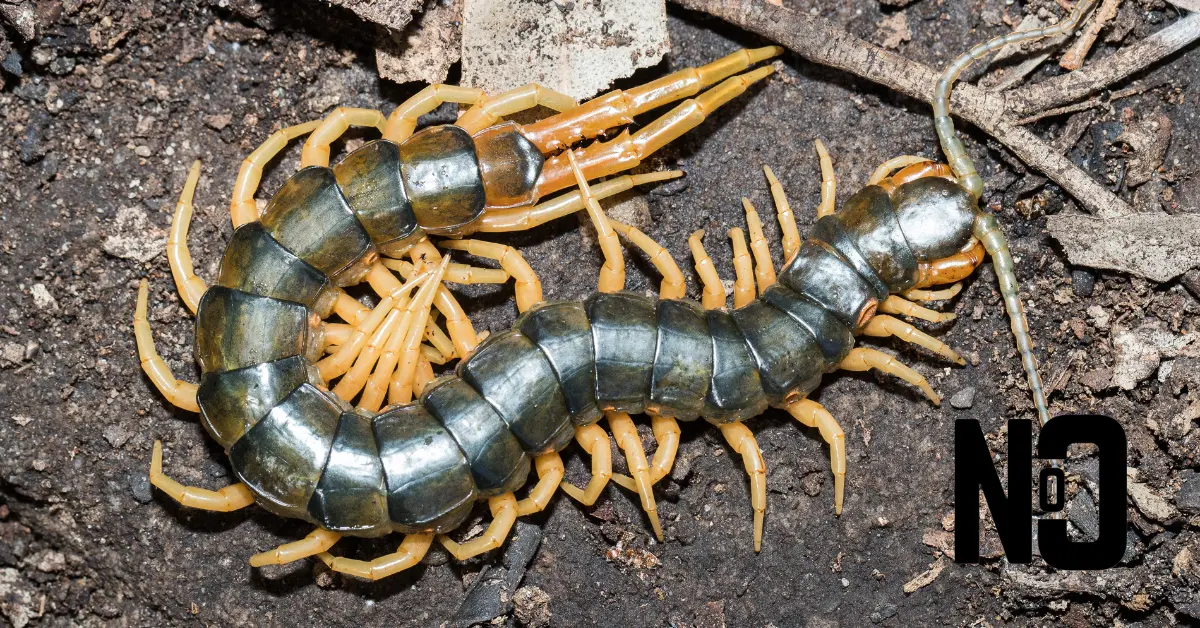 a big centipede