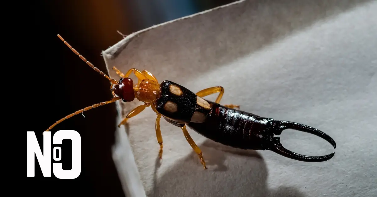 an earwig on a piece of paper