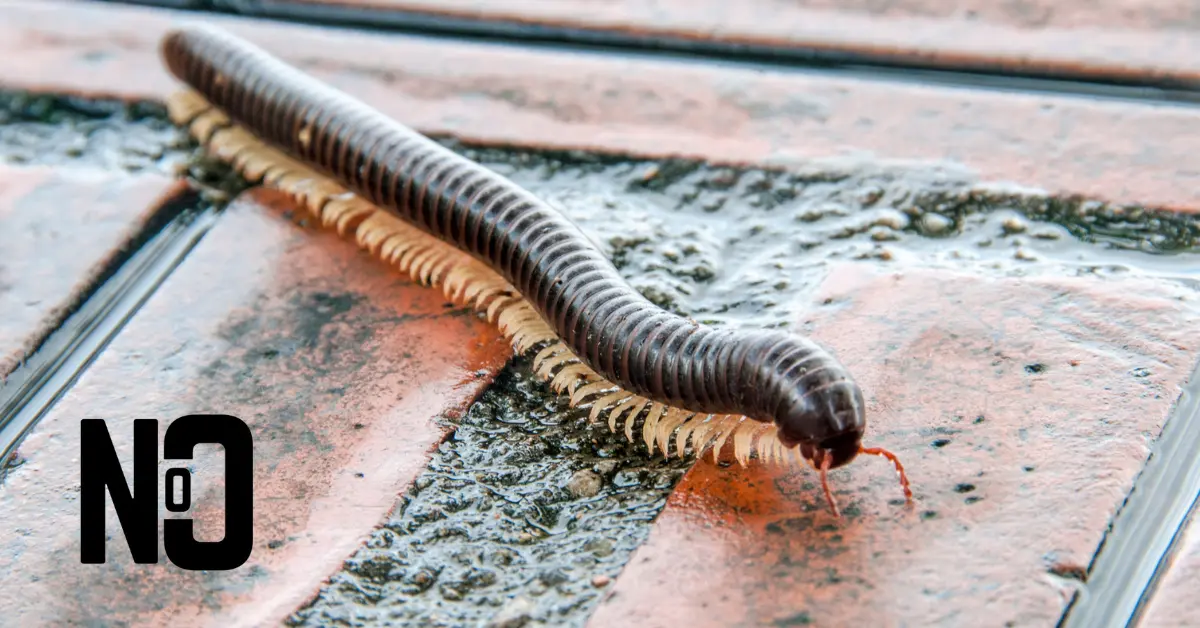 a millipede on bricks