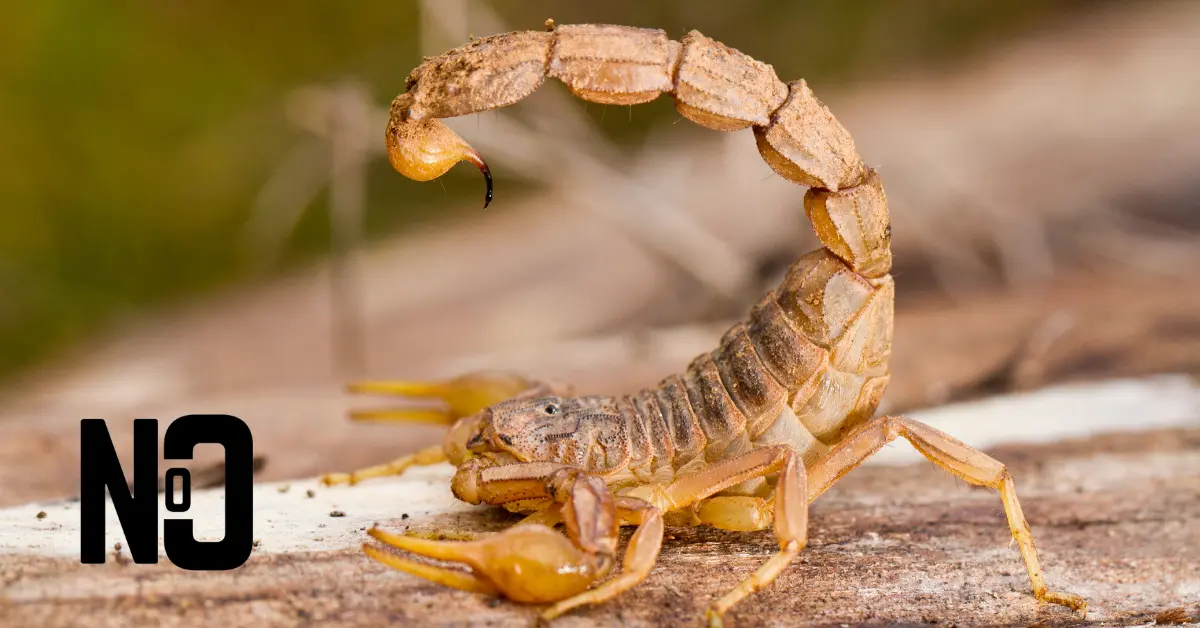 scorpion