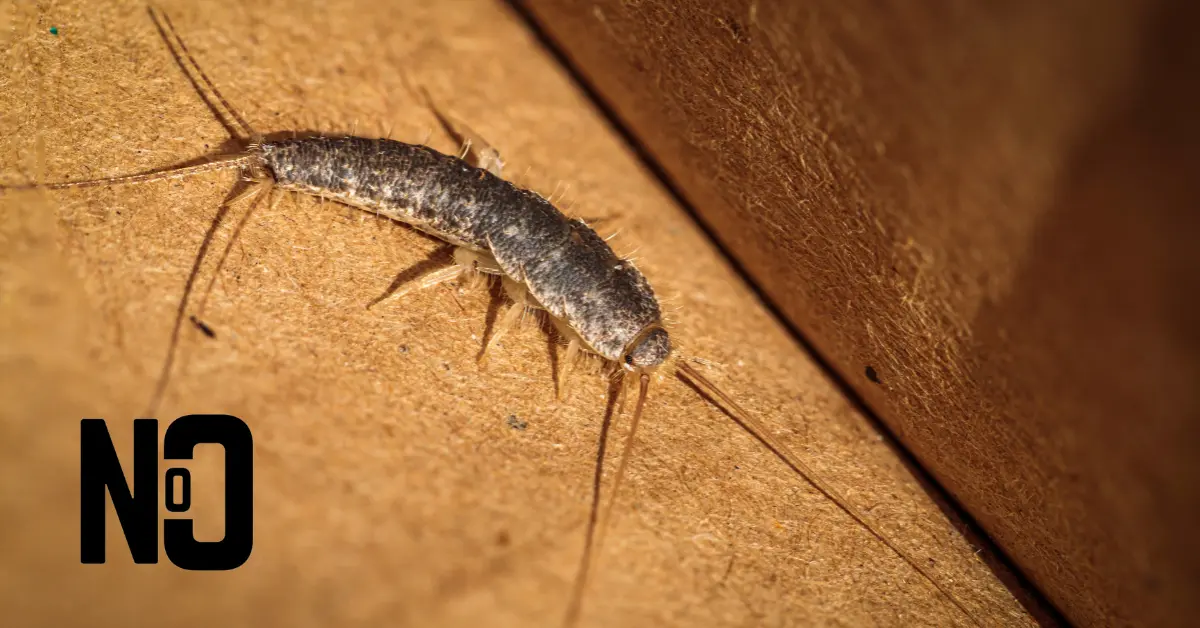 silverfish pest bug