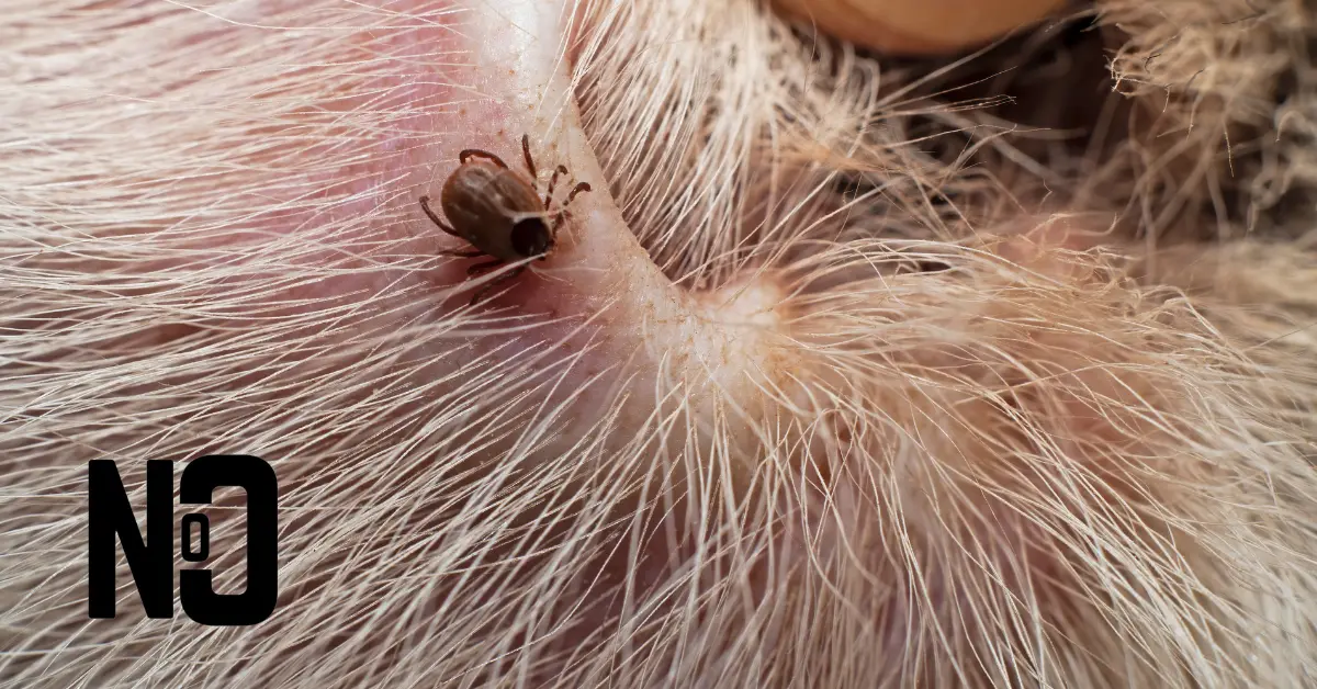 a tick on a pet's ear