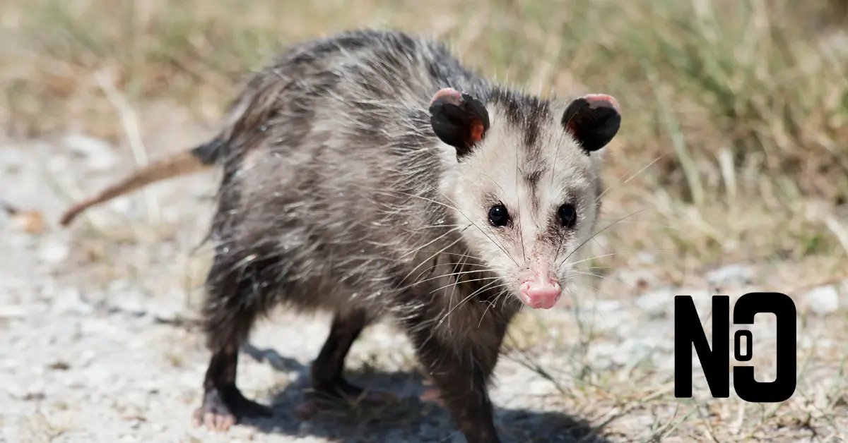 opossum