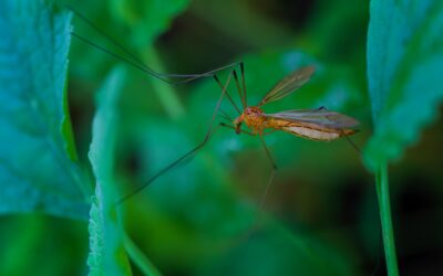 What kills mosquitoes permanently?