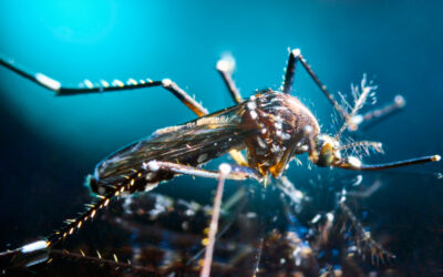 Is it worth spraying your yard for mosquitoes?