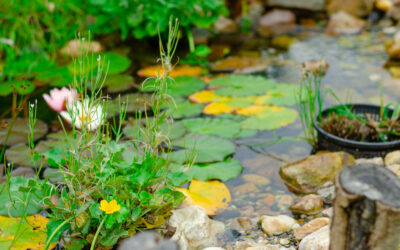 What attracts mosquitoes most?