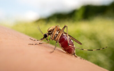 What do pest control companies use for mosquitoes?