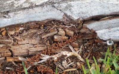 How quickly does termite damage occur?
