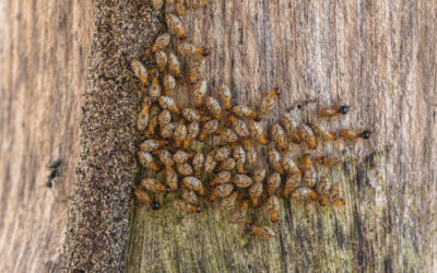 Is it better to hire pest control or do it yourself?