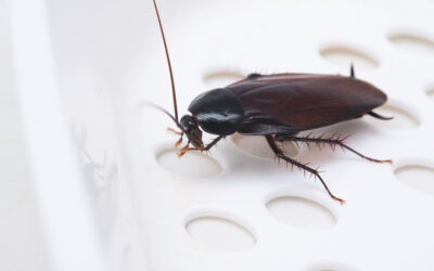 Should I call an exterminator if I see a roach?