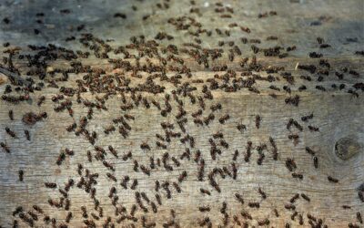 What is Considered a Pest Infestation?