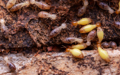 When to call an exterminator for termites?