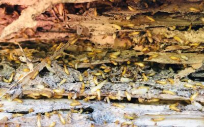 What does termite damage look like?