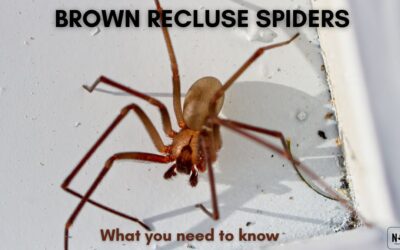 Brown Recluse Spiders What You Need To Know